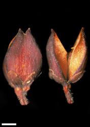 Veronica vernicosa. Capsules. Scale = 1 mm.
 Image: W.M. Malcolm © Te Papa CC-BY-NC 3.0 NZ